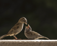 Sparrow Nesting Habits What You Should Know