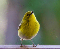 Seasonal Behavior of the MacGillivray's Warbler