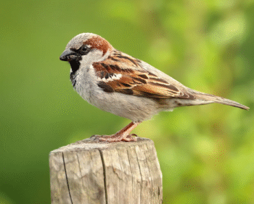 Sparrow Conservation Guide How to Help Local Populations Thrive