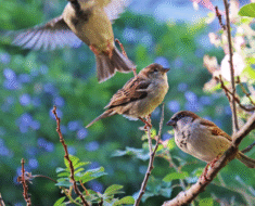 Feeding Sparrows What Seeds They Love and What to Avoid