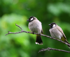 Creating a Bird-Friendly Garden Tips for Attracting Local Species