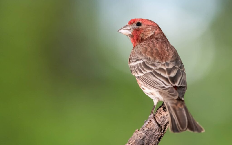 Feeding Habits of Cardinals What They Eat
