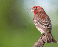 Wild Bird Guide Tips for Photographing Birds